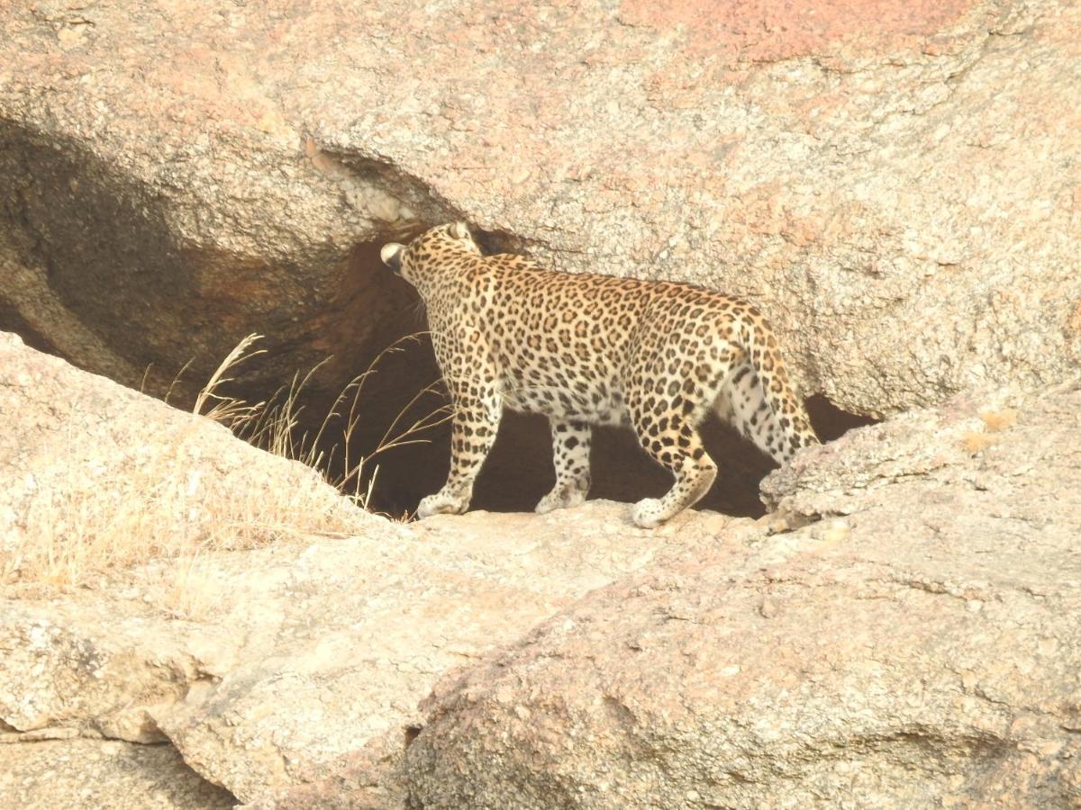 Jawai Bera Leopard Camp Hotel Exterior photo