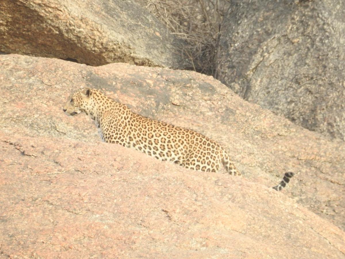 Jawai Bera Leopard Camp Hotel Exterior photo