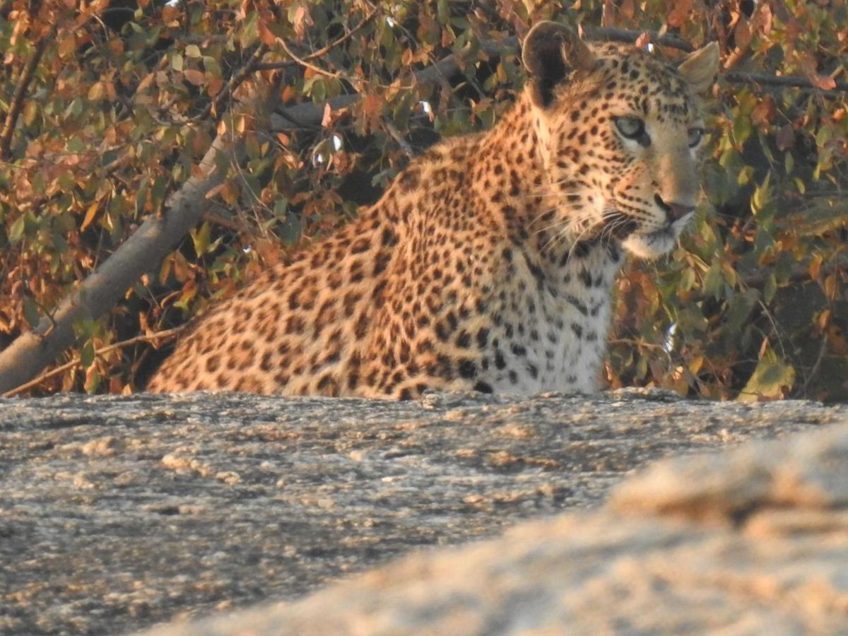 Jawai Bera Leopard Camp Hotel Exterior photo